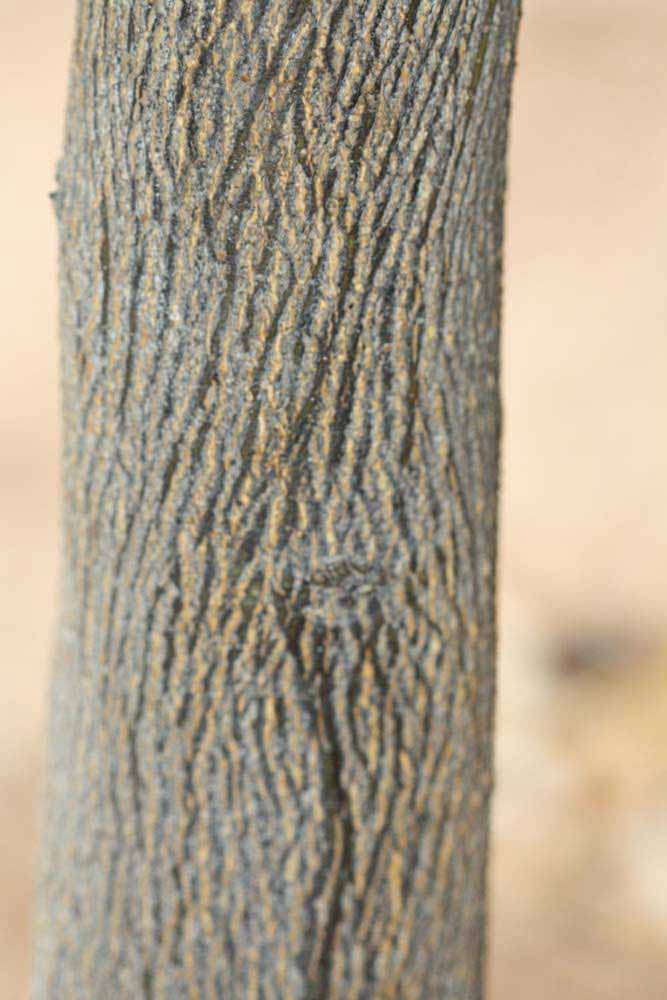            Bark (Riverside, CA)   